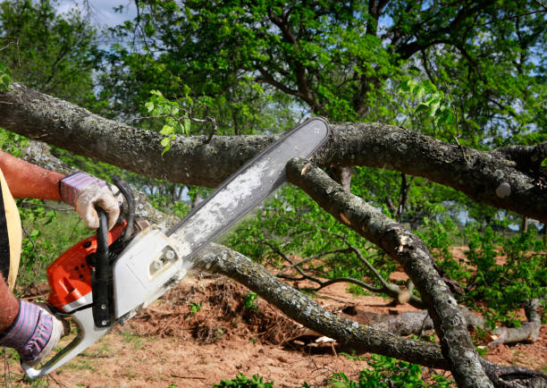 Reliable Noroton, CT Tree Services Solutions